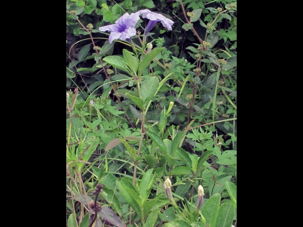 Ruellia tuberosa
Minnieroot (Eng)
Trefwoorden: Plant;Acanthaceae;Bloem;blauw