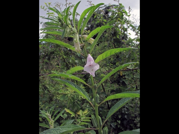 Sesamum indicum
Sesame (Eng) Sesam (Ned) Lngo (Khmer)
Trefwoorden: Plant;Pedaliaceae;Bloem;roze