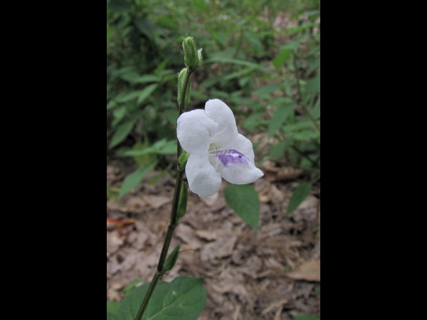 Asystasia gangetica micrantha
Chinese Violet (Eng)
Trefwoorden: Plant;Acanthaceae;Bloem;wit;paars