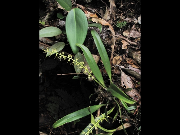 Bulbophyllum; B. angustifolium
Narrow-Leafed Bulbophyllum (Eng)
Trefwoorden: Plant;Orchidaceae;Bloem;wit;groen;oranje