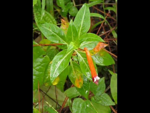Cuphea ignea
Cigar Plant, Firecracker Plant (Eng) Luciferplant (Ned) Zigarettenblümchen (Ger)
Trefwoorden: Plant;Lythraceae;Bloem;oranje;rood
