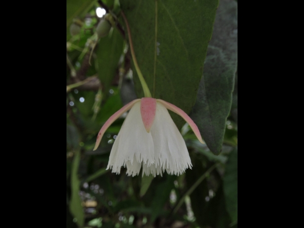 Elaeocarpus grandiflorus
Lily of the Valley Tree (Eng) Anyang-Anyang (Ind)
Trefwoorden: Plant;Boom;Elaeocarpaceae;Bloem;wit