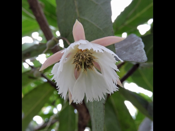 Elaeocarpus grandiflorus
Lily of the Valley Tree (Eng) Anyang-Anyang (Ind)
Trefwoorden: Plant;Boom;Elaeocarpaceae;Bloem;wit