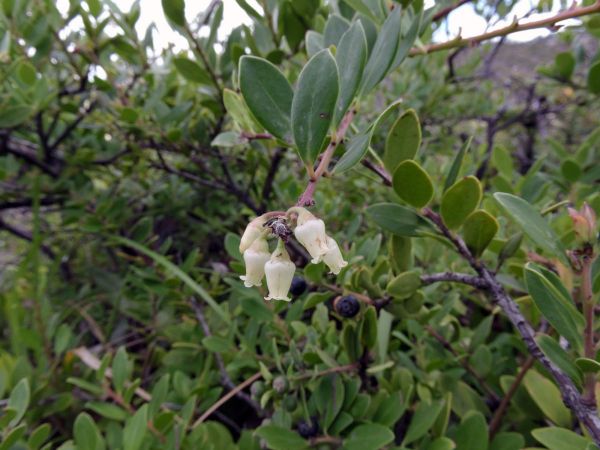 Vaccinium varingiaefolia
Arngoni, Cantigi Wungu (Ind)
Trefwoorden: Plant;Ericaceae;Bloem;wit