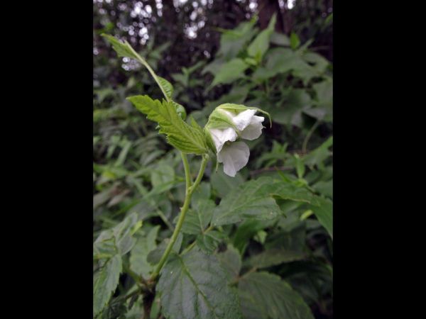 Rubus moluccanus
Ceylon Blackberry, Molucca Bramble (Eng)
Trefwoorden: Plant;Rosaceae;Bloem;wit