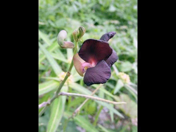 Macroptilium atropurpureum
Purple Bush Bean (Eng)
Trefwoorden: Plant;Fabaceae;Bloem;purper