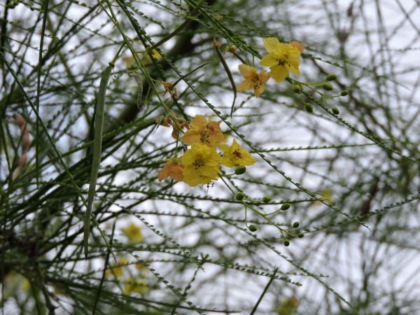 Parkinsonia aculeata
Jerusalem Thorn, Mexican Palo Verde (Eng)
Keywords: Plant;Fabaceae;Bloem;geel