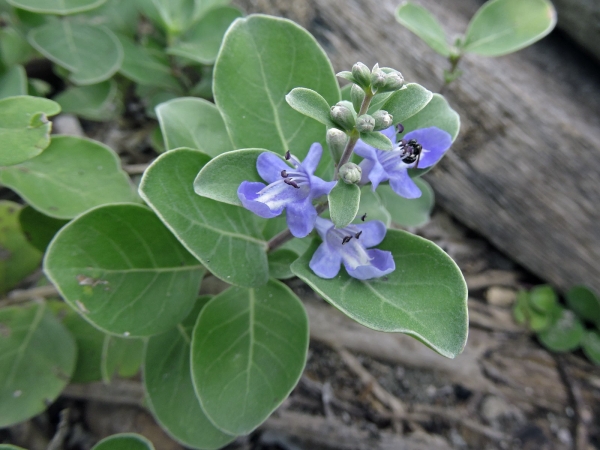 Vitex trifolia
Simpleleaf Chastetree, Coastal Vitex, Indian Wild Pepper (Eng) Legundi (Ind), Legoendi (Ned)
Trefwoorden: Plant;struik;Lamiaceae;Bloem;blauw