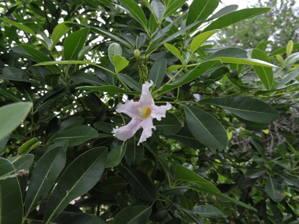 Tabebuia rosea
Rosy Trumpet Tree (Eng)
Trefwoorden: Plant;Boom;Bignoniaceae;Bloem;roze;wit