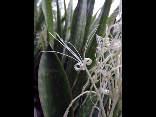 Sansevieria sp.
Mother-in-Law's Tongue (Eng) Lidah mertua (Ind)
Trefwoorden: Plant;Asparagaceae;Bloem;wit