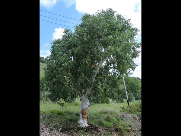 Eucalyptus alba
Ridge Gum, White Gum Tree (Eng) Eukaliptus (Ind)
Trefwoorden: Plant;Boom;Myrtaceae;Bloem;wit