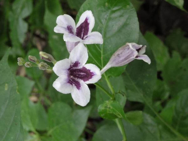 Asystasia gangetica
Chinese Violet, Coromandel (Eng) Rumput Israel (Ind)
Trefwoorden: Plant;Acanthaceae;Bloem;wit;paars