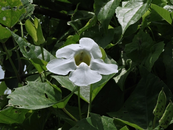 Thunbergia grandiflora alba
Bengal Clockvine, Bengal Trumpet (Eng) Grootbloemige Thunbergia (Ned)
Trefwoorden: Plant;Acanthaceae;Bloem;wit