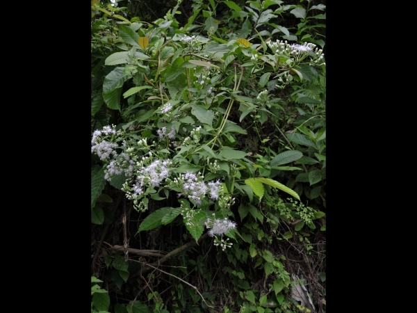 Austroeupatorium inulifolium
White wood, Whiteweed (Eng)
Trefwoorden: Plant;Asteraceae;Bloem;wit