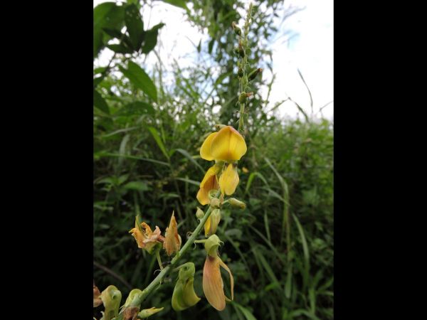 Crotalaria sp.
Rattlepod (Eng)
Keywords: Plant;Fabaceae;Bloem;geel