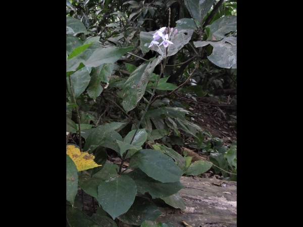Pseuderanthemum polyanthum
Trefwoorden: Plant;Acanthaceae;Bloem;wit;purper