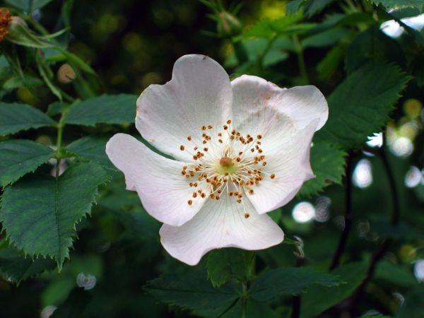 Rosa canina
Dog Rose (Eng) Hondsroos (Ned) Hunds-Rose (Ger)
Trefwoorden: Plant;struik;Rosaceae;Bloem;wit;roze