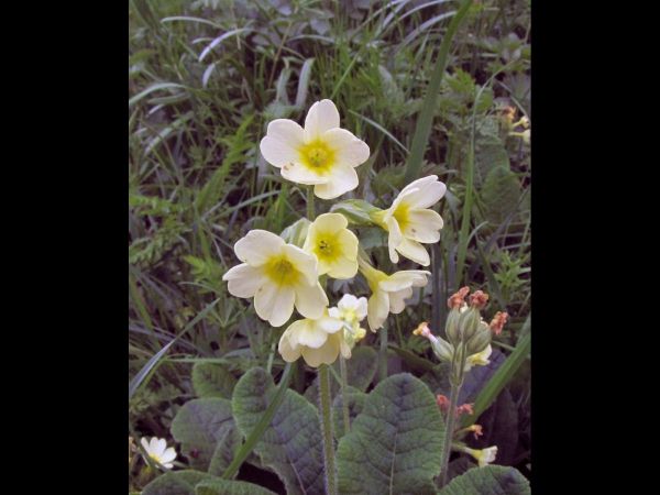 Primula elatior
Slanke sleutelbloem
Trefwoorden: Bloem;geel;Primula;primulaceae;stinzenplant
