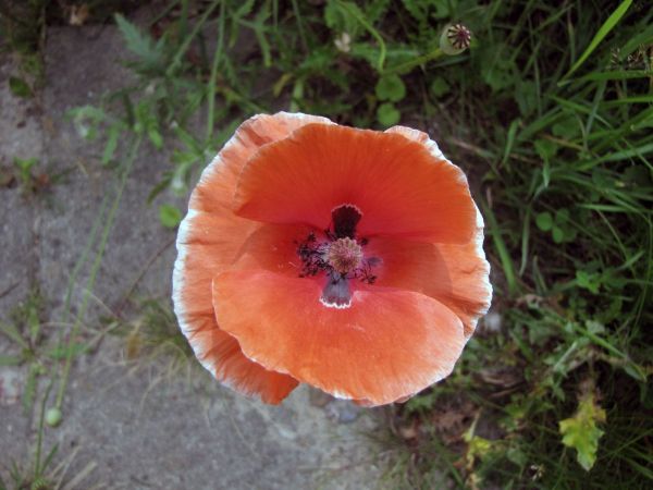 Papaver rhoeas
Common Poppy (Eng) Gewone Klaproos (Ned) Klatschmohn (Ger)
Trefwoorden: Plant;Papaveraceae;Bloem;rood