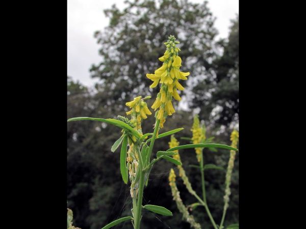 Melilotus officinalis
Yellow Sweet Clover (Eng) Citroengele honingklaver (Ned) Gelber Steinklee (Ger)
Trefwoorden: Plant;Fabaceae;Bloem;geel
