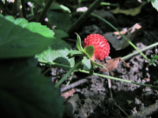 Potentilla indica
Mock Strawberry (Eng) Schijnaardbei (Ned) Scheinerdbeere (Ger) - fruit
Trefwoorden: Plant;Rosaceae;vrucht