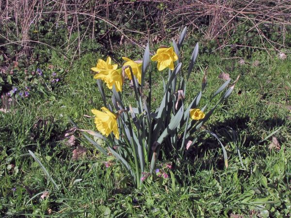 Narcissus pseudonarcissus subsp. major
Great Daffodil (Eng) Trompetnarcis (Ned) Spanische Narzisse (Ger)
Trefwoorden: Plant;Amaryllidaceae;stinzenplant;Bloem;geel