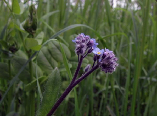 Myosotis arvensis
Field forget-me-not (Eng) Akkervergeet-mij-nietje (Ned) Acker-Vergissmeinnicht (Ger)
Trefwoorden: Plant;Boraginaceae;Bloem;blauw