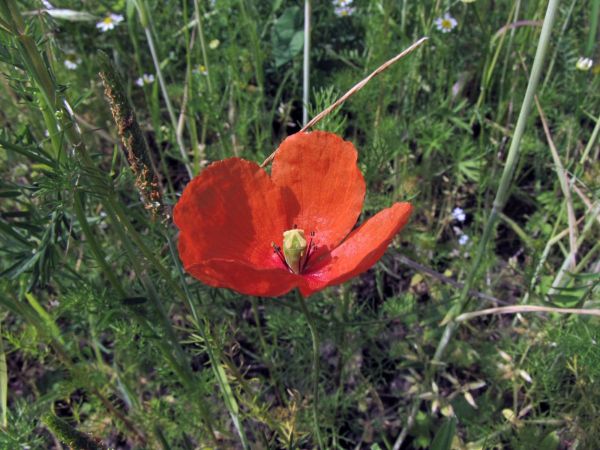 Papaver dubium
Long-headed Poppy (Eng) Kleine Klaproos (Ned) Saatmohn (Ger)
Trefwoorden: Plant;Papaveraceae;Bloem;rood;oranje