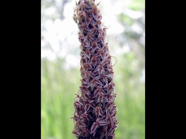 Plantago lanceolata
Narrowleaf Plantain (Eng) Smalle Weegbree (Ned) Spitzwegerich (Ger)  - after flowering.
Trefwoorden: Plant;Plantaginaceae;Bloem;wit;onopvallend