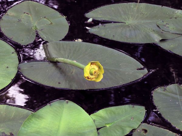 Nuphar lutea
Yellow Water-lily (Eng) Gele Plomp (Ned) Gelbe Teichrose (Ger)
Trefwoorden: Plant;waterplant;Nymphaeaceae;Bloem;geel