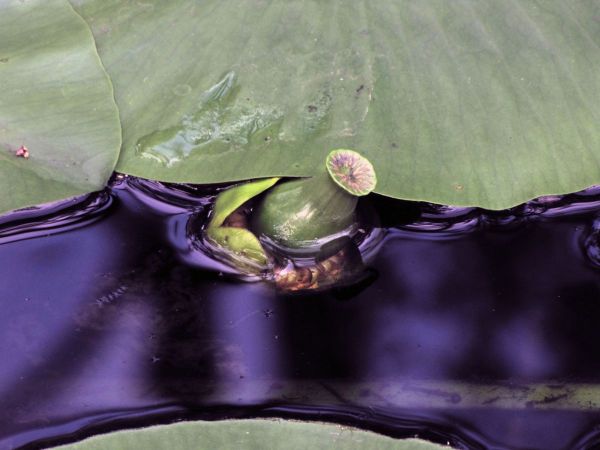 Nuphar lutea
Yellow Water-lily (Eng) Gele Plomp (Ned) Gelbe Teichrose (Ger) 
Trefwoorden: Plant;waterplant;Nymphaeaceae;vrucht