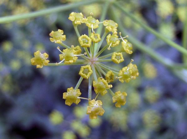 Pastinaca sativa subsp. sativa
Parsnip (Eng) Pastinaak (Ned) Pastinak (Ger)
Trefwoorden: Plant;cultuurgewas;Apiaceae;Bloem;geel