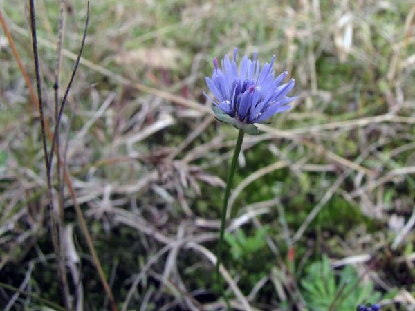 Jasione montana
Sheep's Bit, Blue Bonnets (Eng) Zandblauwtje (Ned) Berg-Sandglöckchen (Ger)
Trefwoorden: Plant;Campanulaceae;Bloem;blauw
