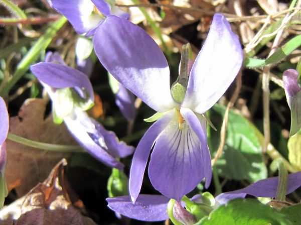 Viola hirta
Hairy Violet (Eng) Ruig Viooltje (Ned) Raues Veilchen (Ger)
Trefwoorden: Plant;Violaceae;Bloem;blauw