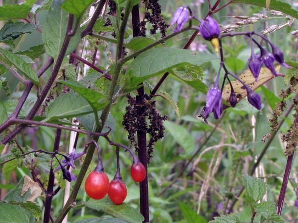 Solanum dulcamara
Bittersweet (Eng) Bitterzoet (Ned) Bittersüßer Nachtschatten (Ger)
Trefwoorden: Plant;Solanaceae;vrucht