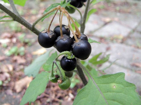 Solanum nigrum
Black Nightshade (Eng) Zwarte nachtschade (Ned) Schwarzer Nachtschatten (Ger) Nastergal (Afr)
Trefwoorden: Plant;Solanaceae;vrucht