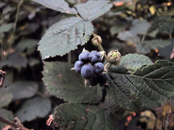 Rubus caesius
European Dewberry (Eng) Dauwbraam (Ned) Kratzbeere (Ger) 
Trefwoorden: Plant;Rosaceae;vrucht