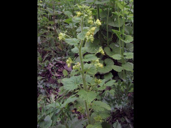 Scrophularia vernalis
Yellow Figwort (Eng) Voorjaarshelmkruid (Ned) Frühlings-Braunwurz (Ger) 
Trefwoorden: Plant;Scrophulariaceae;Bloem;groen;stinzenplant