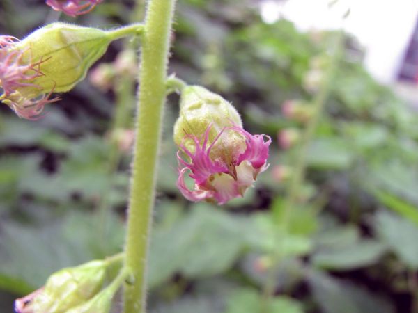 Tellima grandiflora
Fringecups (Eng) Franjekelk (Ned) Falsche Alraunenwurzel, Fransenbecher  (Ger) 
Trefwoorden: Plant;Saxifragaceae;Bloem;groen;roze