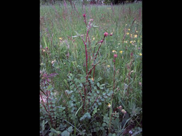 Sanguisorba minor
Small Burnet (Eng) Kleine pimpernel (Ned) Kleiner Wiesenknopf (Ger)
Trefwoorden: Plant;Rosaceae;Bloem;roze;groen