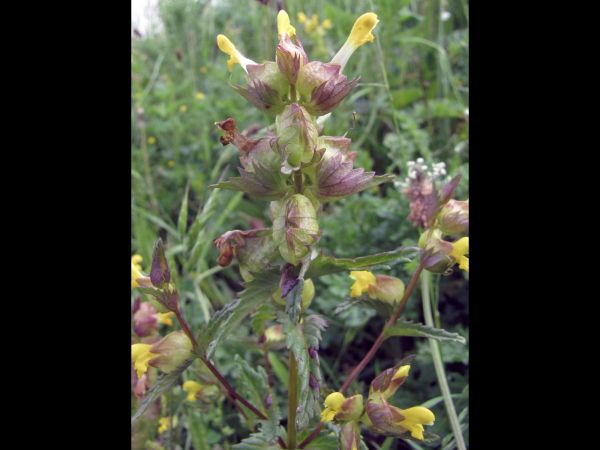 Rhinanthus minor
Yellow Rattle (Eng) Kleine Ratelaar (Ned) Kleiner Klappertopf (Ger)
Trefwoorden: Plant;Orobanchaceae;Bloem;geel