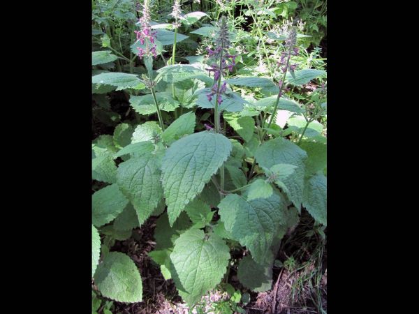 Stachys sylvatica
Hedge Woundwort (Eng) Bosandoorn (Ned) Wald-Ziest (Ger)
Trefwoorden: Plant;schaduwplant;Lamiaceae;Bloem;rood;purper