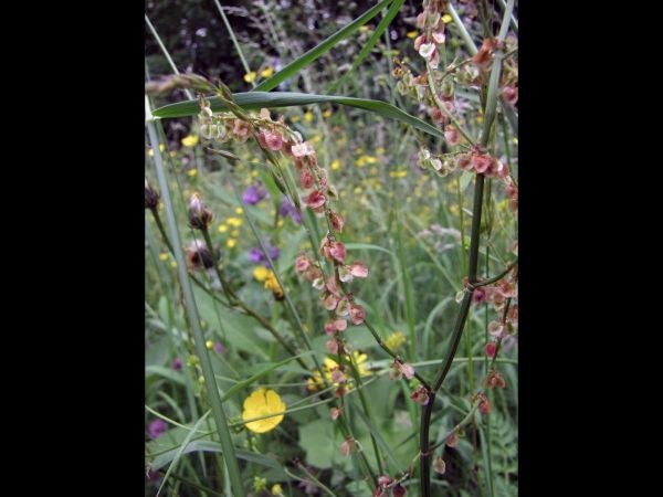 Rumex acetosa
Sorrel (Eng) Veldzuring (Ned) Wiesen-Sauerampfer (Ger) - seeds
Trefwoorden: Plant;Polygonaceae;Bloem;onopvallend