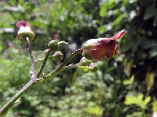 Scrophularia nodosa
Common Figwort (Eng) Knopig Helmkruid (Ned) Knotige Braunwurz (Ger) 
Trefwoorden: Plant;Scrophulariaceae;Bloem;bruin