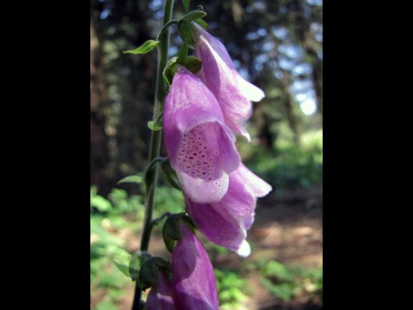 Digitalis purpurea
Common Foxglove (Eng) Gewoon vingerhoedskruid (Ned) Roter Fingerhut (Ger) 
Trefwoorden: Plant;Plantaginaceae;Bloem;roze