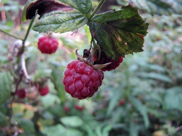Rubus idaeus
Raspberry (Eng) Framboos (Ned) Himbeere (Ger)
Trefwoorden: Plant;Rosaceae;vrucht