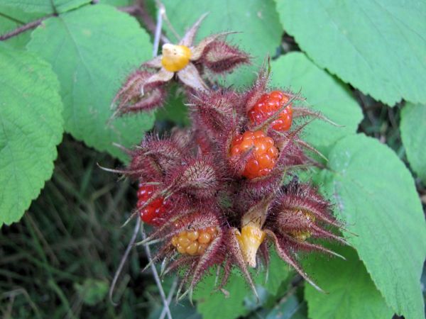 Rubus phoenicolasius
Japanese Wineberry (Eng) Japanse Wijnbes Japanische Weinbeere (Ger)
Trefwoorden: Plant;Rosaceae;vrucht