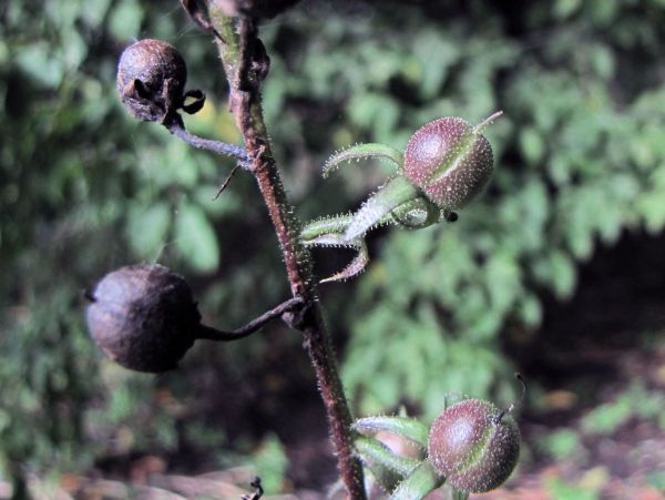 Verbascum blattaria
Moth Mullein (Eng) Mottenkruid (Ned) Schaben-Königskerze (Ger) 
Trefwoorden: Plant;Scrophulariaceae;vrucht
