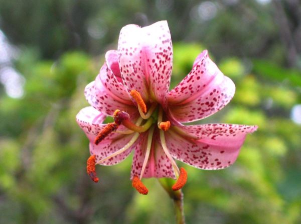 Lilium martagon
Turk's Cap Lily (Eng) Turkse Lelie (Ned) Türkenbund (Ger) 
Trefwoorden: Plant;Liliaceae;Bloem;roze
