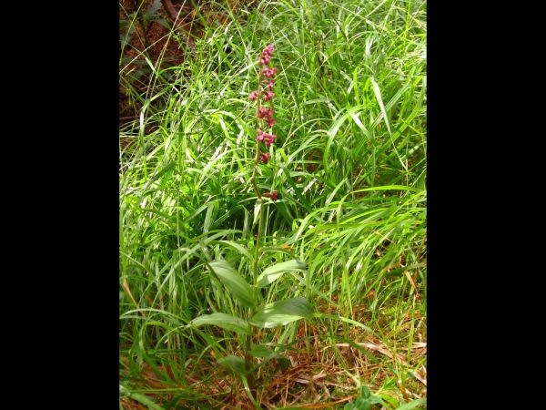Epipactis atrorubens
Dark-Red Helleborine (Eng) Bruinrode Wespenorchis (Ned) Braunrote Stendelwurz (Ger)
Trefwoorden: Plant;Orchidaceae;Bloem;rood